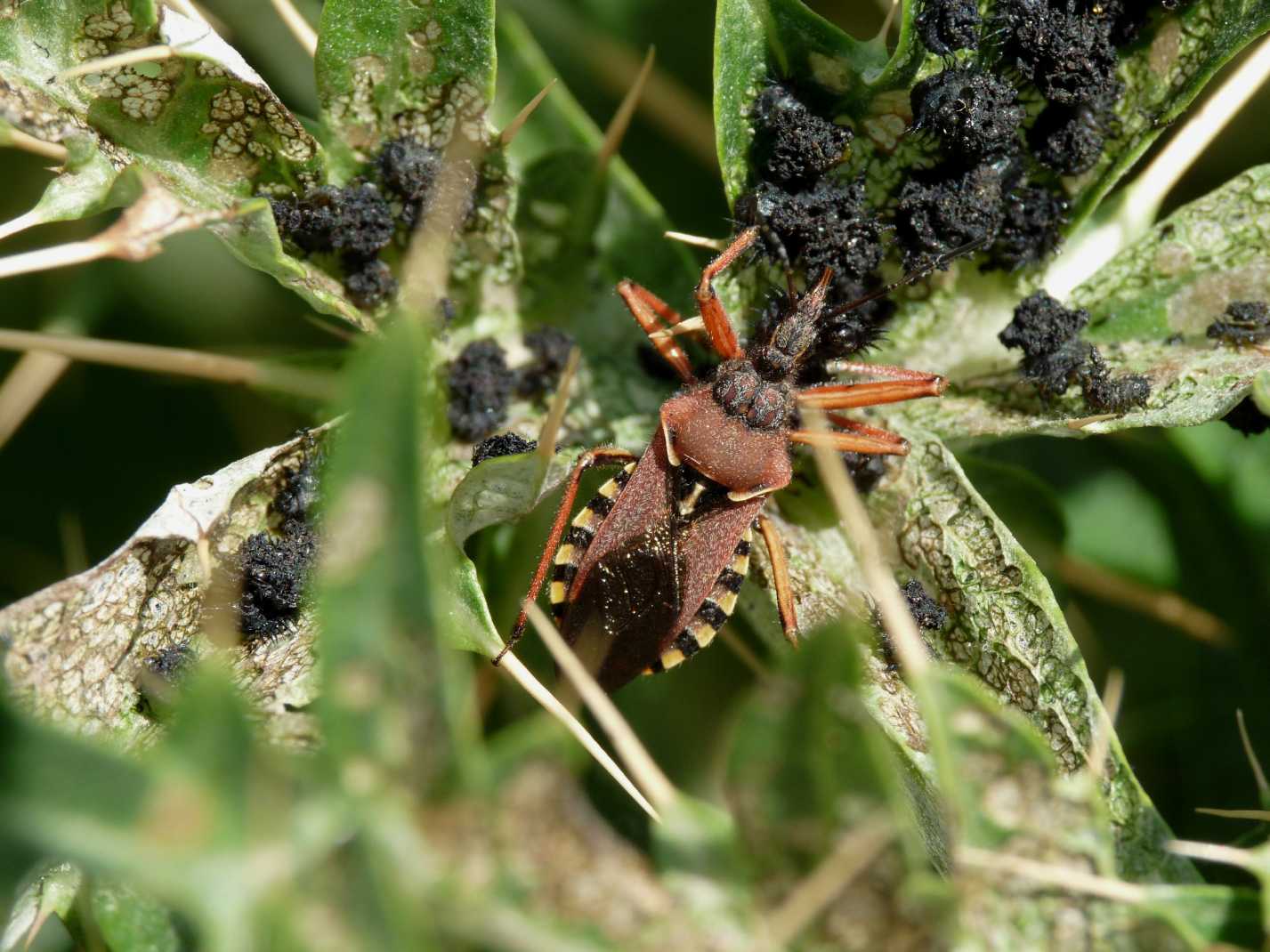 Rhinocoris erythropus: predazione facile